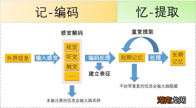 常用的记忆策略 记忆过程包括哪几个环节