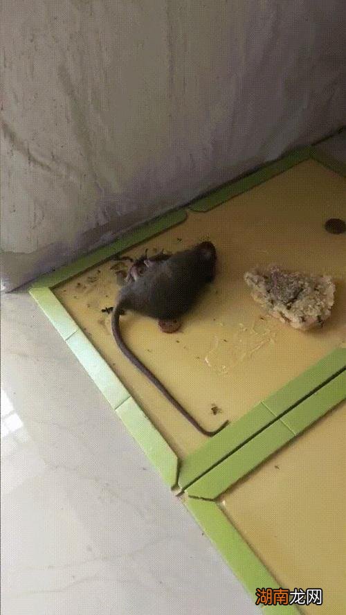 如何驱赶老鼠最有效 老鼠是害虫吗