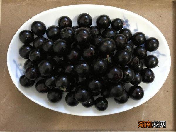 嘉宝果籽能吃吗有毒吗