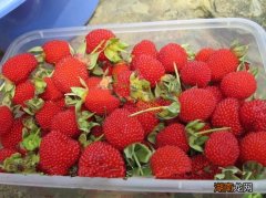 也叫野草莓，学名覆盆子 泡儿是什么水果