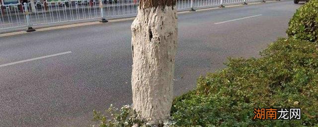 树上白色涂料是什么材料?有什么作用?