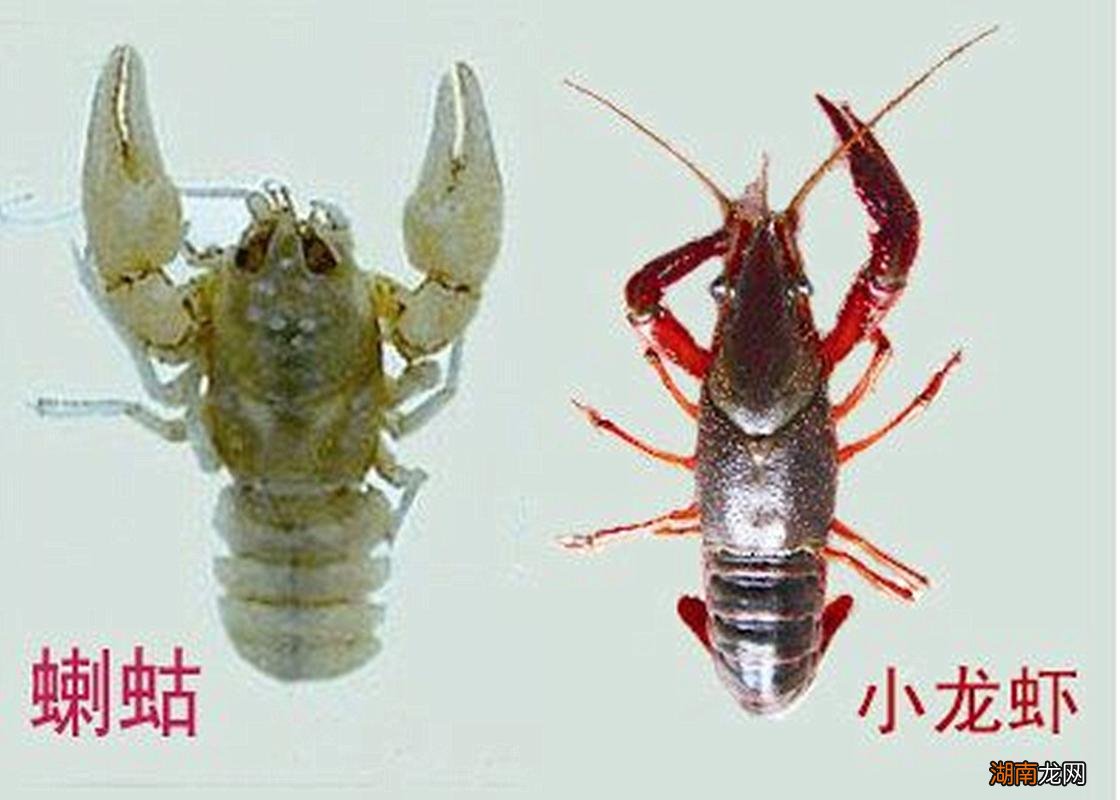 喇蛄和小龙虾什么区别
