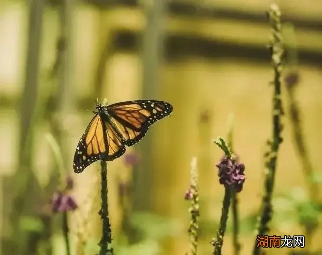 情感语录图片带字头像