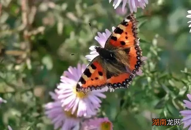 情感语录图片带字头像