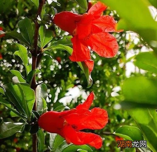 西安市花石榴花的由来及象征寓意 西安市市花叫什么名字