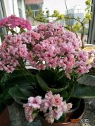 长寿花的特点,样子,颜色,气味描写