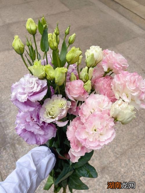 洋桔梗学名 洋桔梗是什么科属