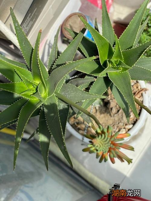 开的花味道是什么 芦荟的花长什么样图片