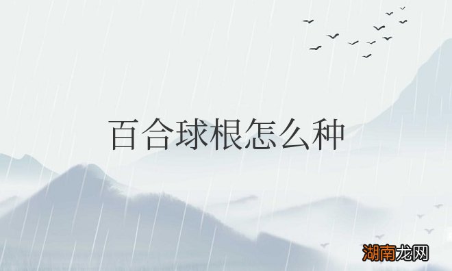 百合球根怎么种才开花？要埋多深？