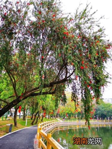 红千层和串钱柳哪个花期更长 串钱柳和红千层的区别