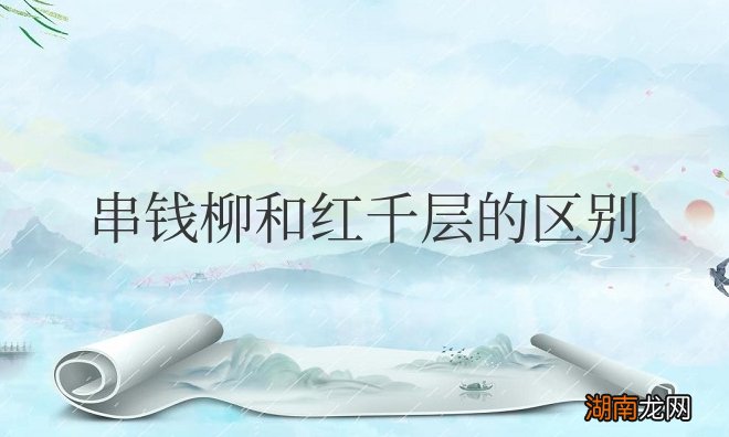 红千层和串钱柳哪个花期更长 串钱柳和红千层的区别