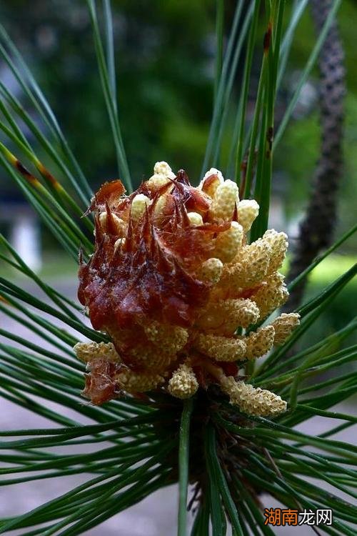 一般松树什么时候开花 松树开花吗是什么样子