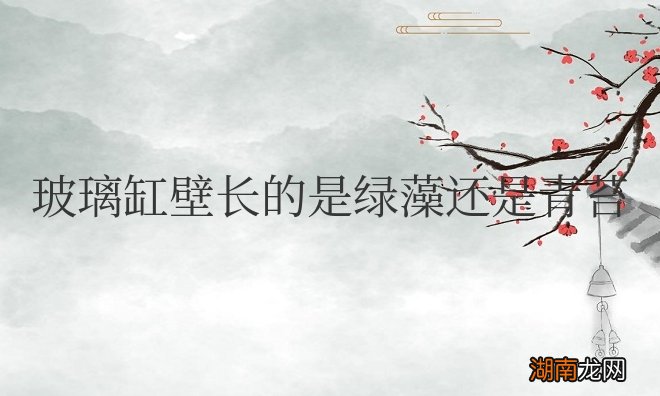 玻璃缸壁长的是绿藻还是青苔