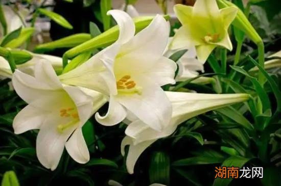 香水百合的花语和寓意和象征意义