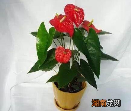 红掌喜阴还是喜阳光好养？多久浇一次水？