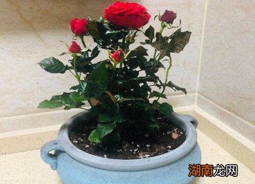 月季花喜欢酸性还是碱性土壤生长