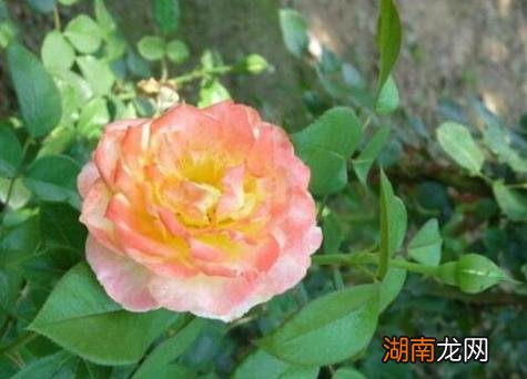 月季花喜欢酸性还是碱性土壤生长