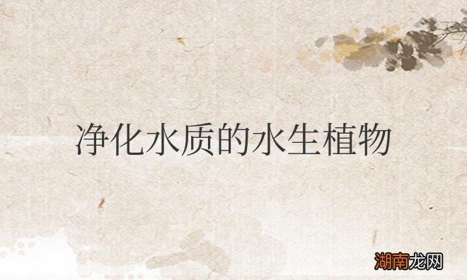 净化水质的水生植物有哪些品种