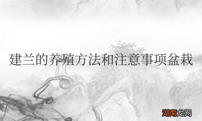 盆栽建兰养护知识 建兰的养殖方法和注意事项盆栽