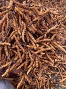 西藏虫草哪里产的最好