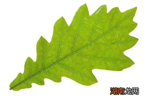 橡树的玻璃叶样子 玻璃叶是什么树的叶子