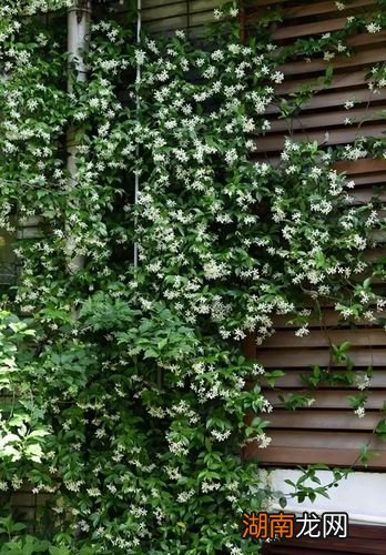 风车茉莉花谢了该怎么打理好看