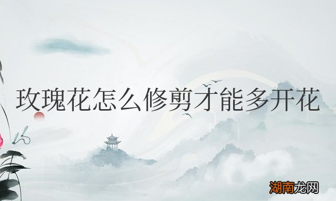 玫瑰花怎么修剪才能多开花