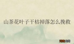 山茶花叶子干枯掉落怎么挽救