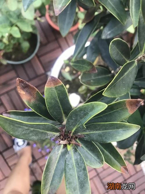 山茶花叶子干枯掉落怎么挽救