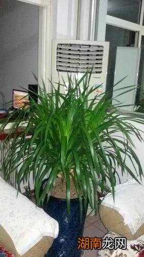 龙血树的寓意和象征意义和风水