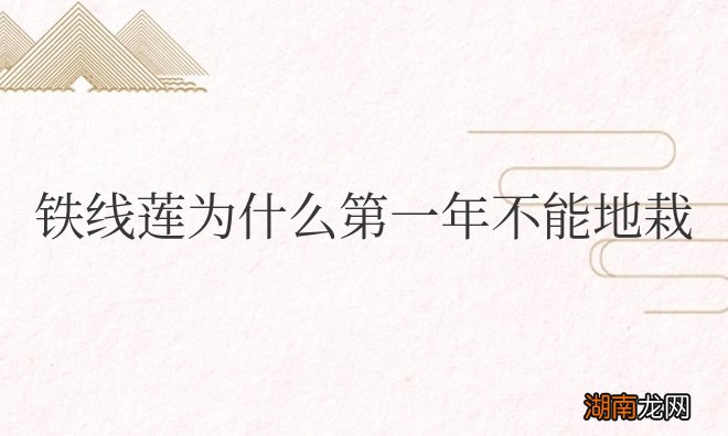 铁线莲为什么第一年不能地栽