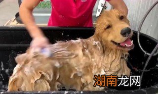 金毛夏天可以用凉水洗澡吗，金毛夏天怎么洗澡