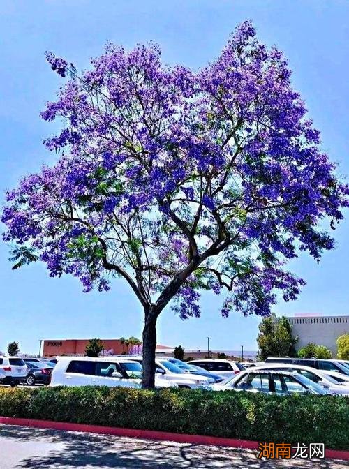 蓝花楹树的风水意义 蓝花楹的寓意和象征
