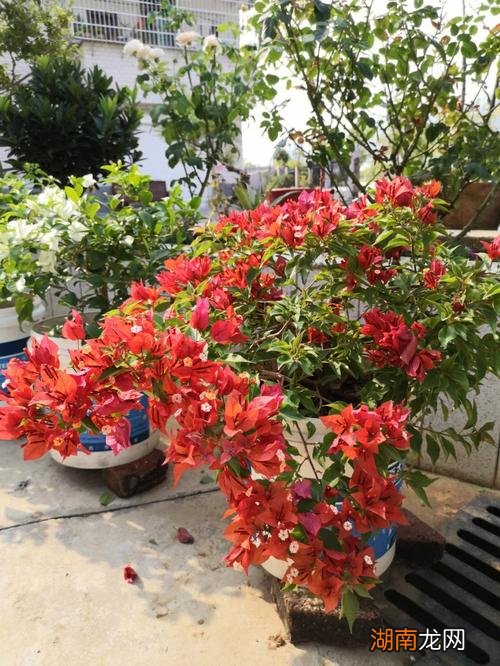 三角梅最勤花品种排行榜