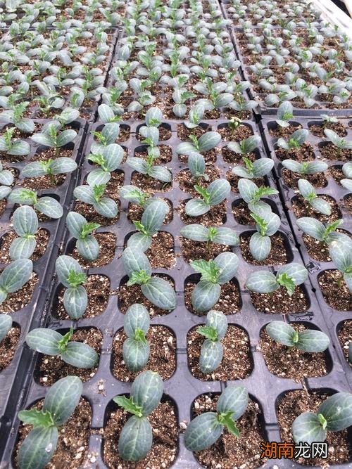 丝瓜苗什么时候育苗好活一点