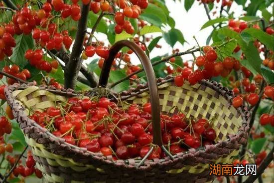 白鹿原樱桃采摘时间是几月