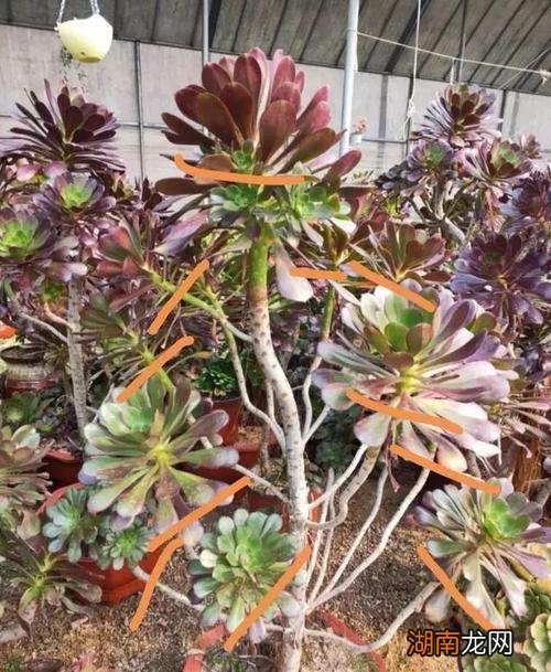 法师的扦插繁殖方法和注意事项