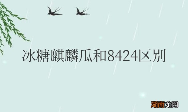 哪个好吃 冰糖麒麟瓜和8424区别