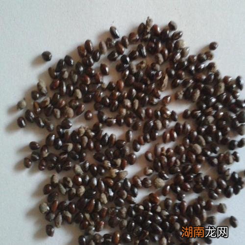 怎么种植沙棘种子容易出苗 沙棘种子的培育方法