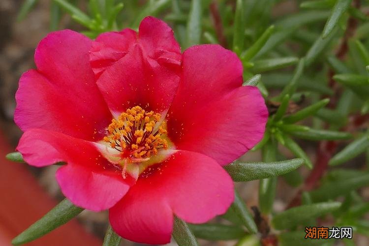 午时花是什么颜色的花朵