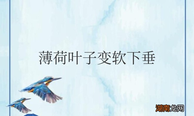 具体补救方法 薄荷叶子变软下垂能缓回来吗