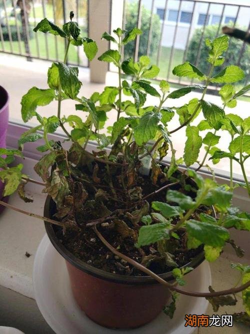 具体补救方法 薄荷叶子变软下垂能缓回来吗