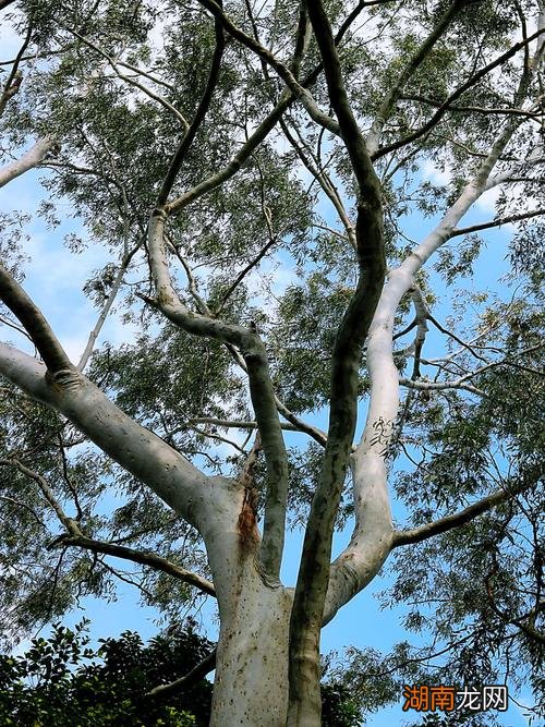 蓝桉树的爱情含义和象征寓意