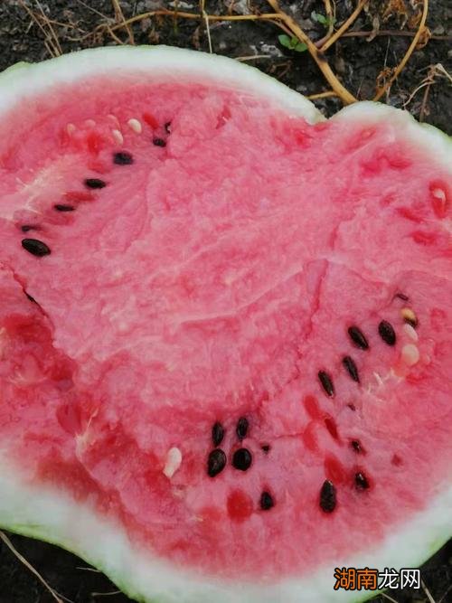 中国最好吃的西瓜品种排名前十