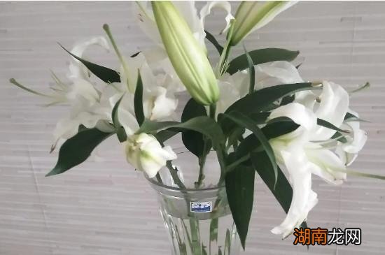 水插百合花怎么水养更长久