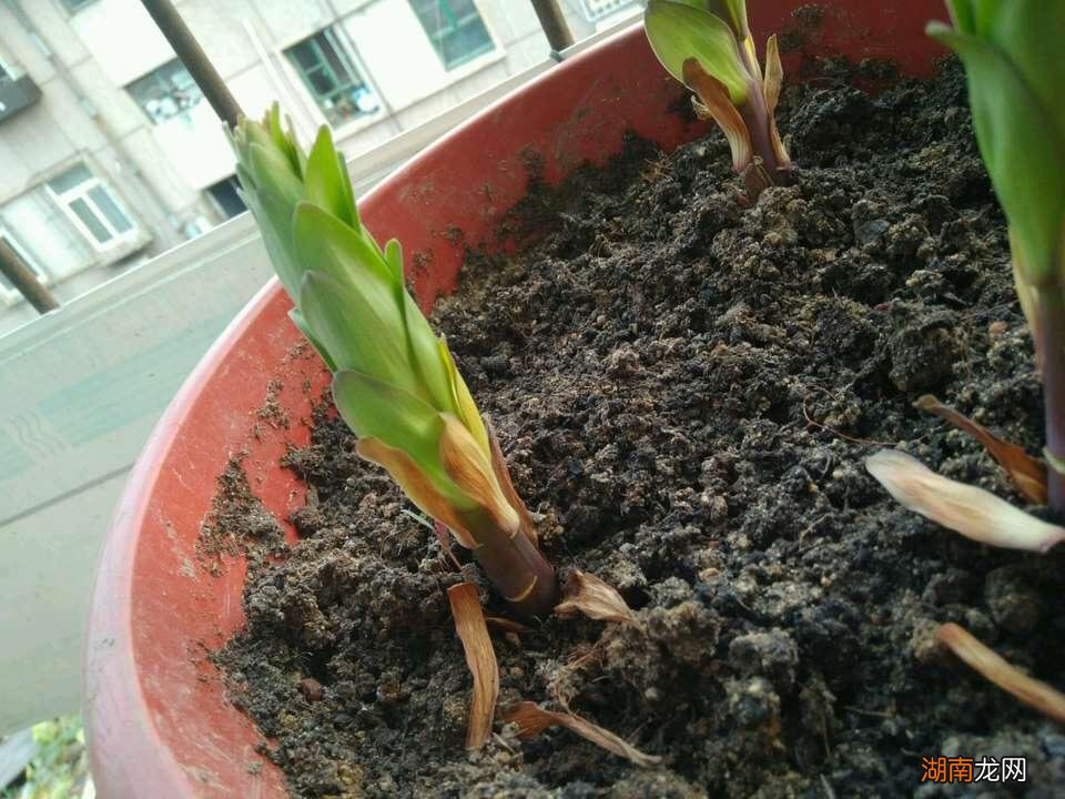 百合不挖第二年会发芽吗 百合是一年生还是多年生植物