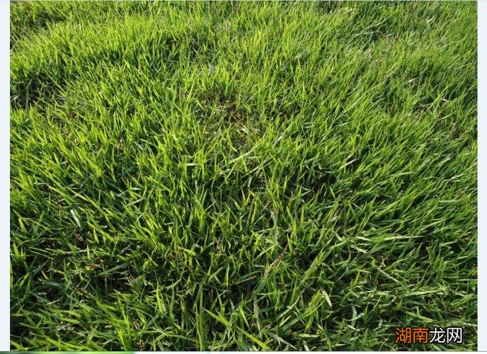 地被植物常见的有哪些品种名称