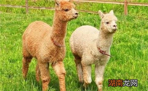 羊驼的寿命一般多少年?最长能活多久?