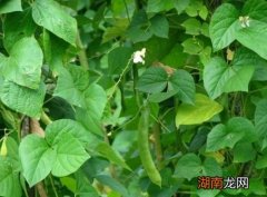 芸豆是什么植物的果实 芸豆是什么样子的图片