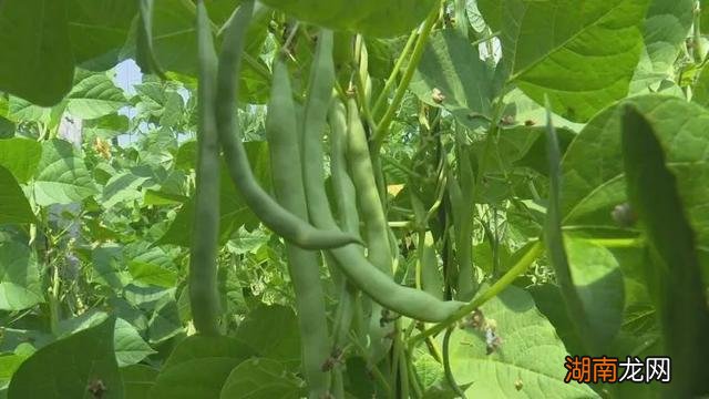 芸豆是什么植物的果实 芸豆是什么样子的图片